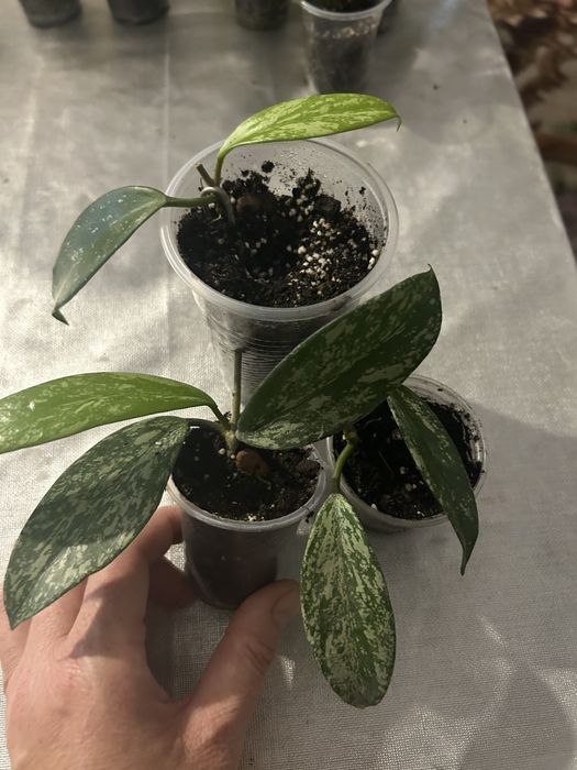 Продам вкорінені хойї