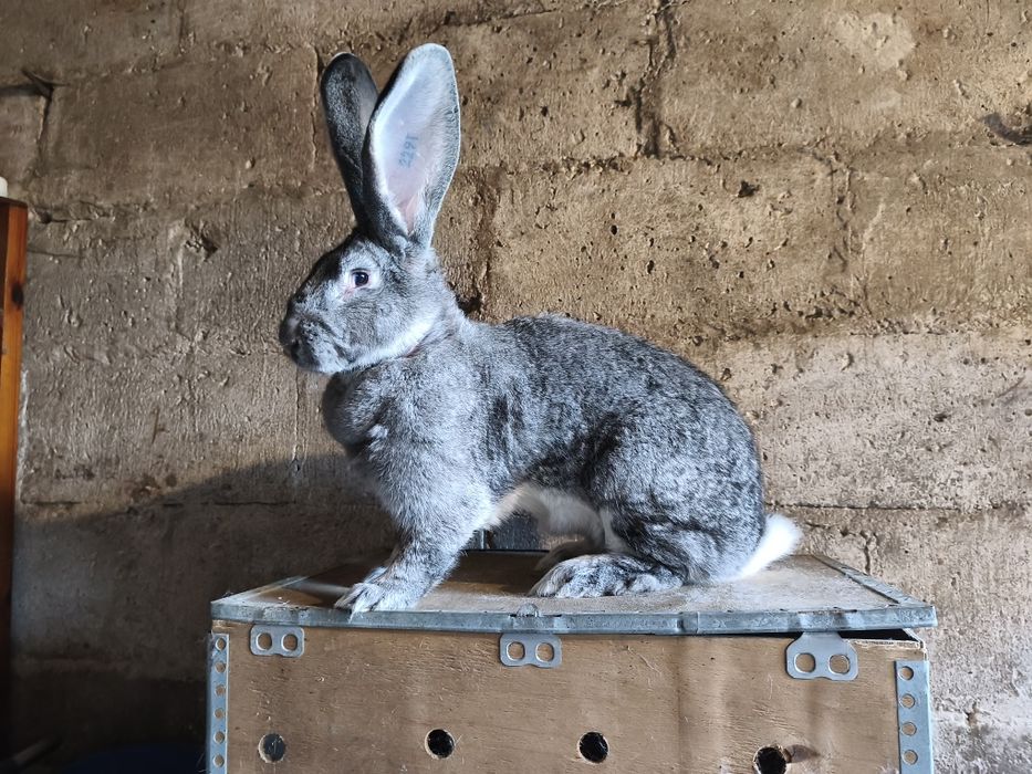 Olbrzym belgijski szynszylowy