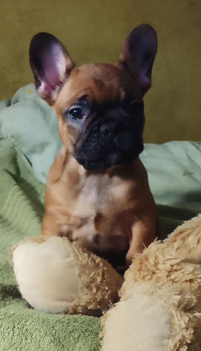 Продам цуценя французкого бульдога
