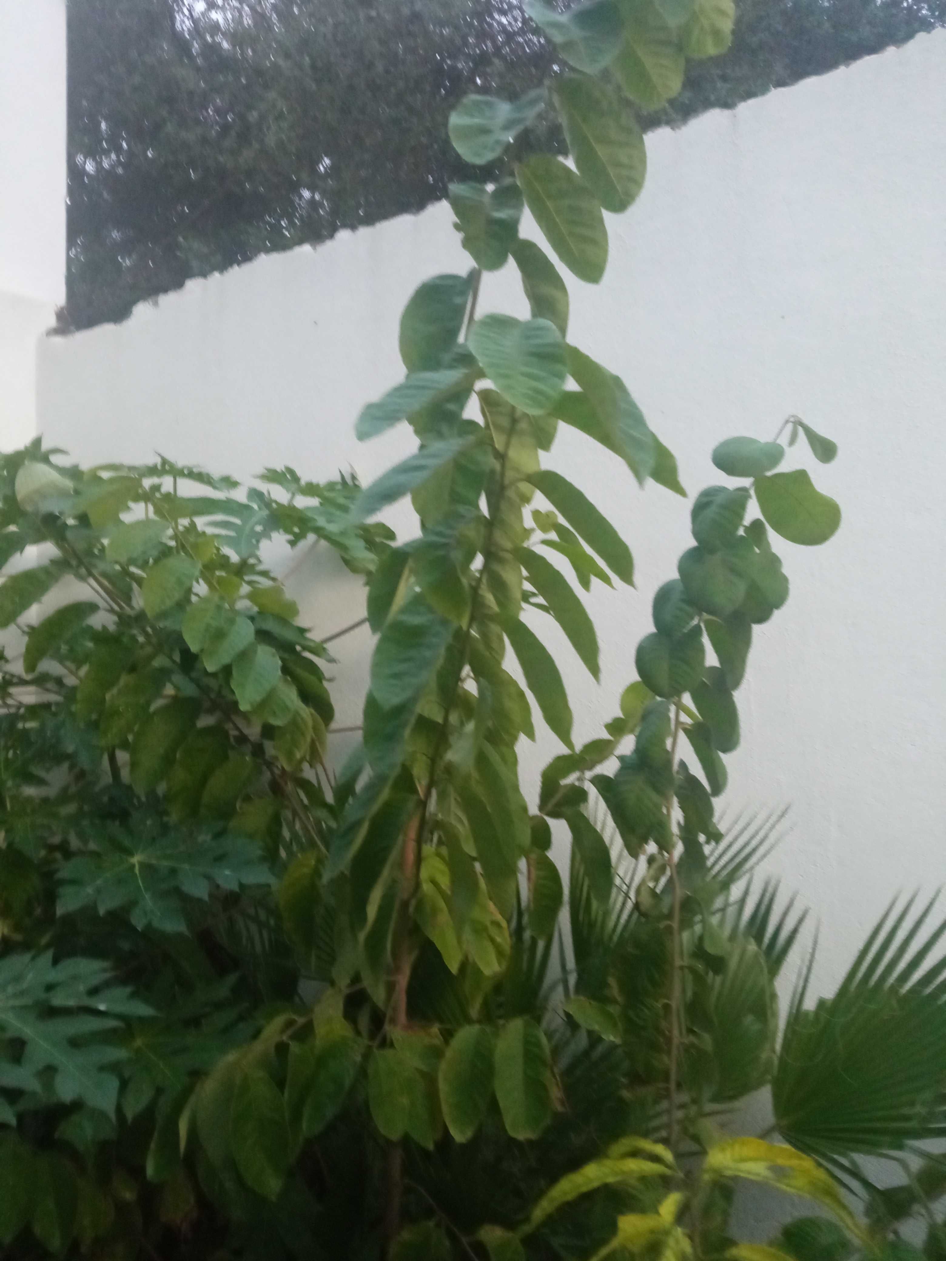 Árvores anoneiras  em vaso