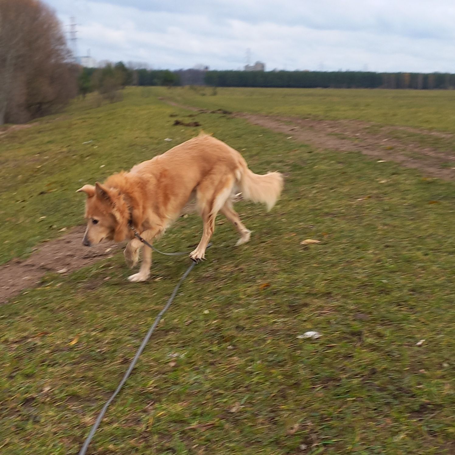 Adoptuj, Kora czeka