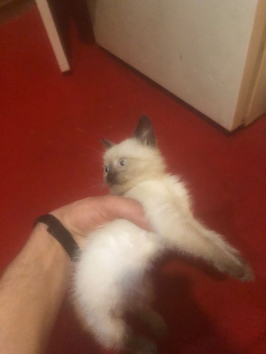 Сіамський британець