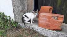 Gatinhos para adoção (nascidos a 22 de Abril)