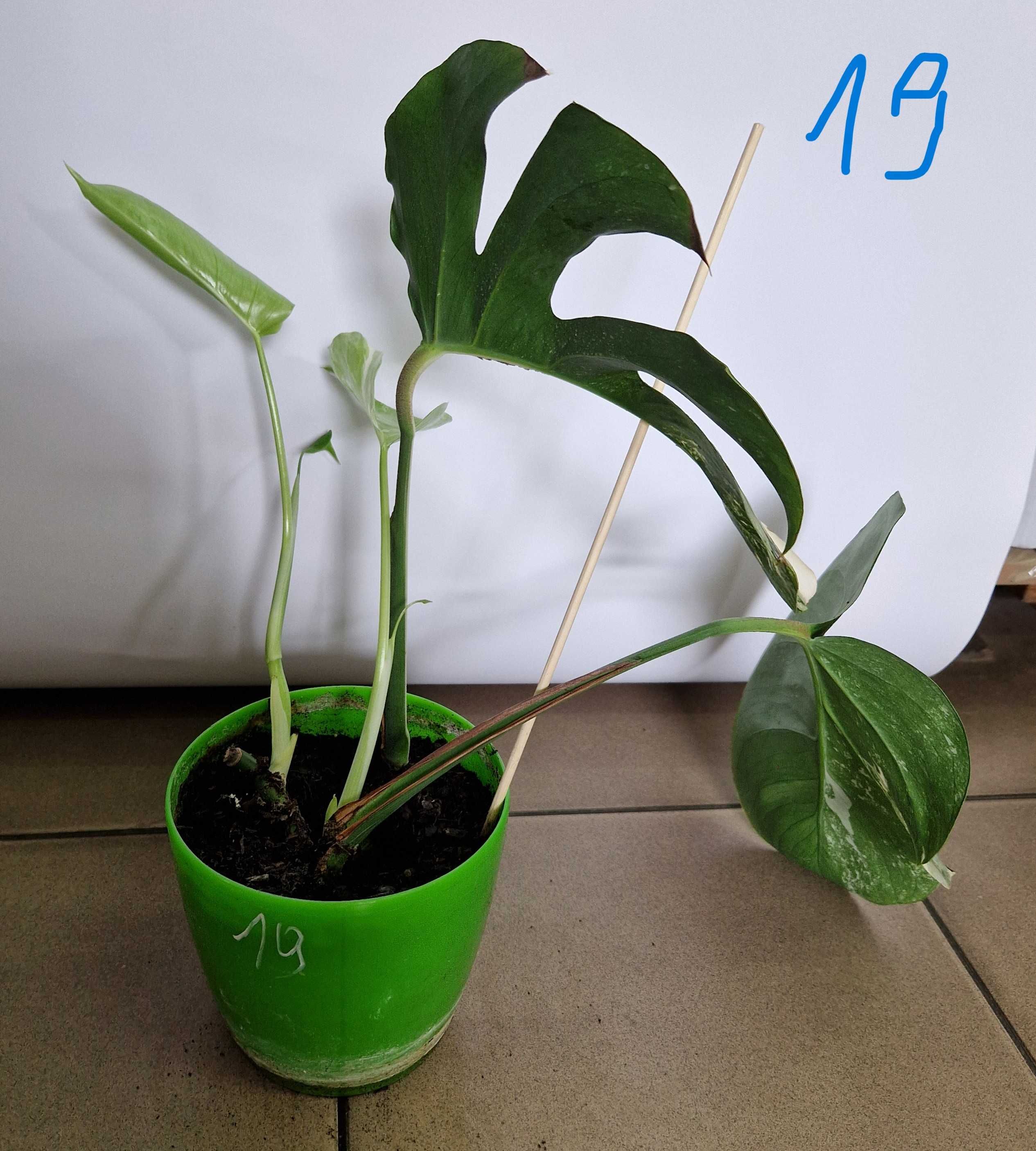 Monstera variegata