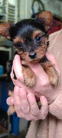 Cachorro Yorkshire Terrier