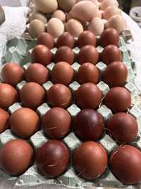 Ovos galados da Raça Maran (ovos cor chocolate)