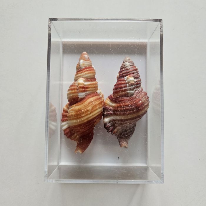 Dwie muszle w pudełku