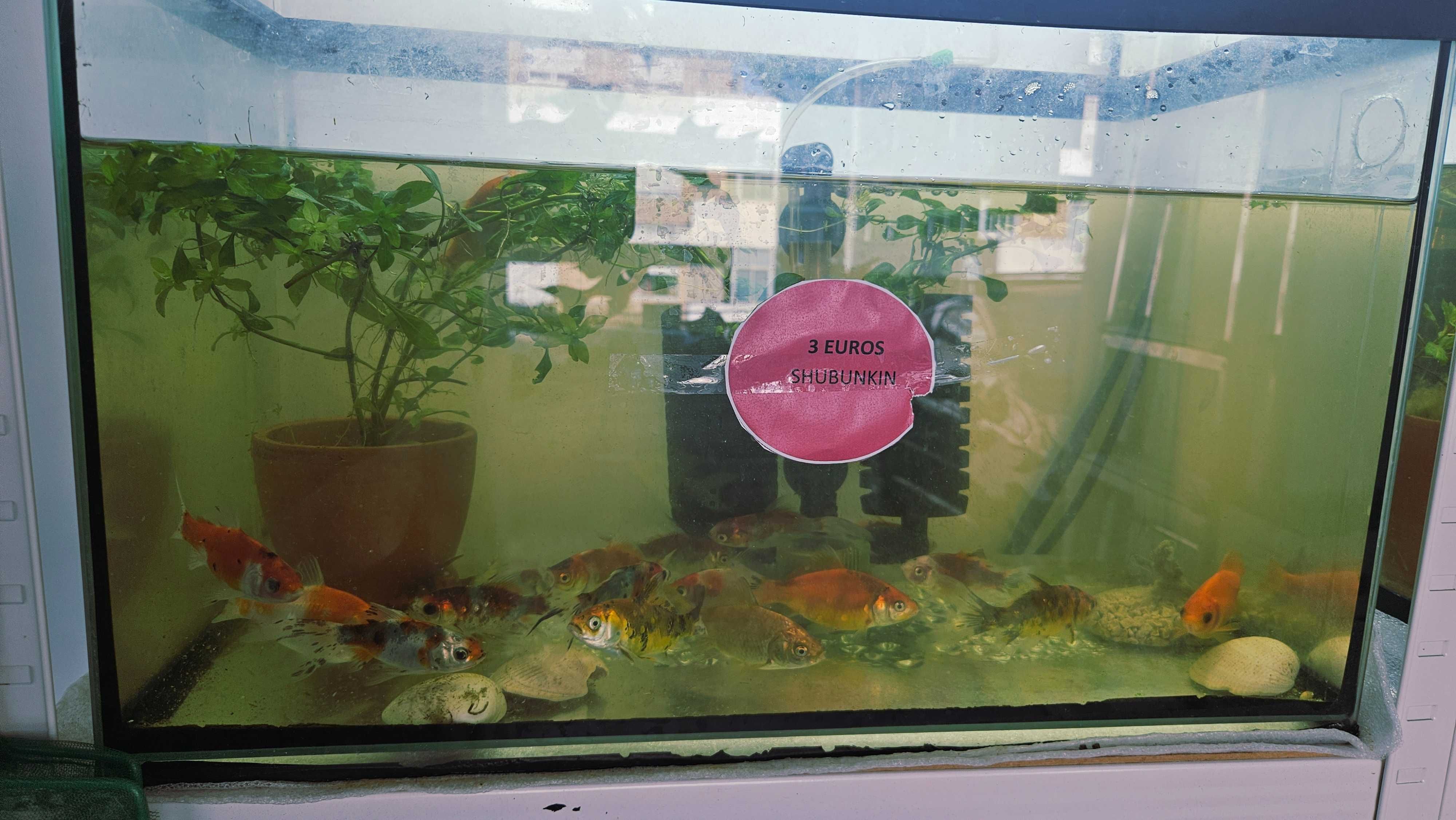 Peixes de Estimação ArrobaFish