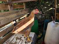 3 galinhas e um frango