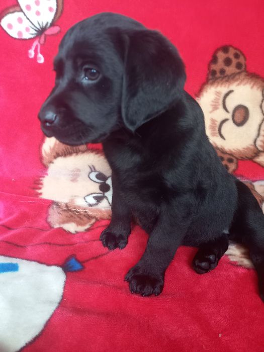 Цуценята лабрадори