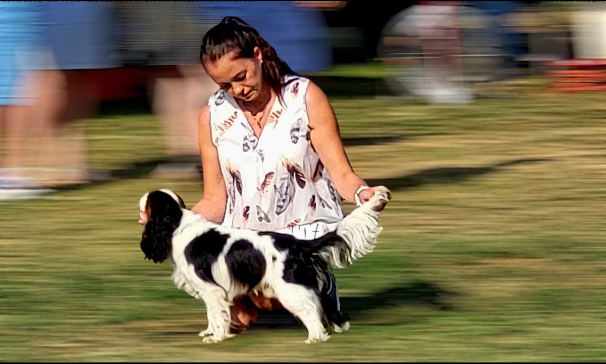 Cavalier King Charles Spaniel Krycie Reproduktor