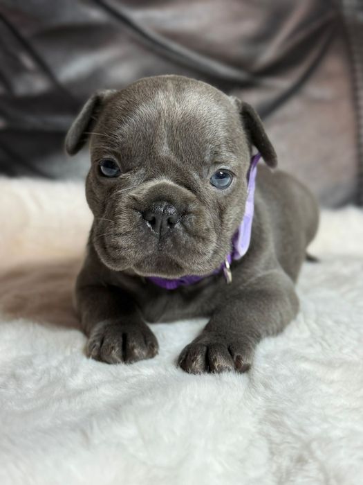 Buldog Francuski sunia
