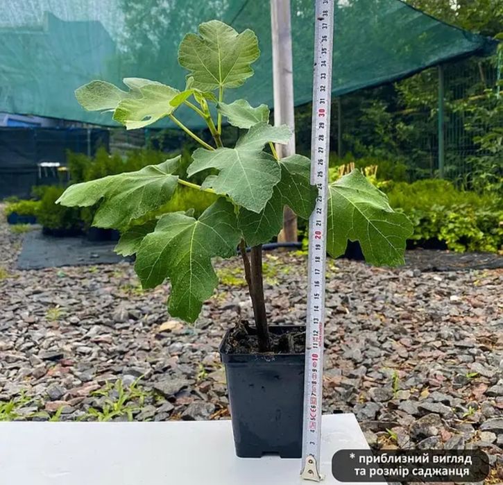 Саженци инжир Киевский