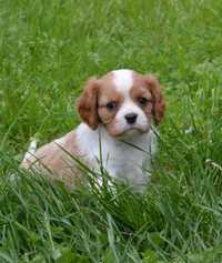 Cavalier King Charles Spaniel Suczka