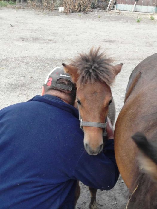 Kucyk ogierek odsadek