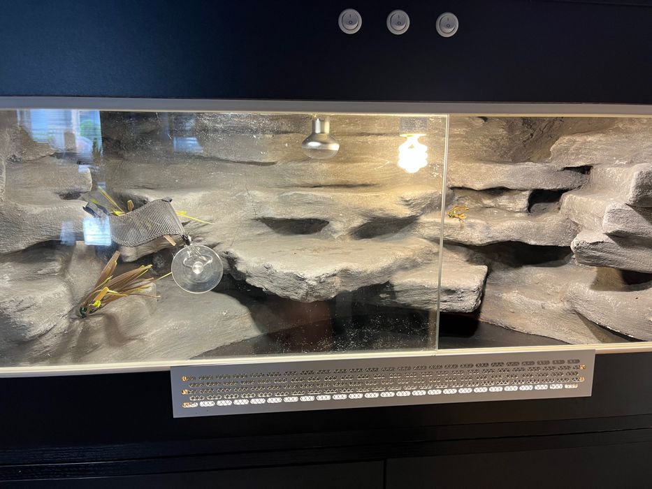Terrarium dla jaszczurki + akcesoria