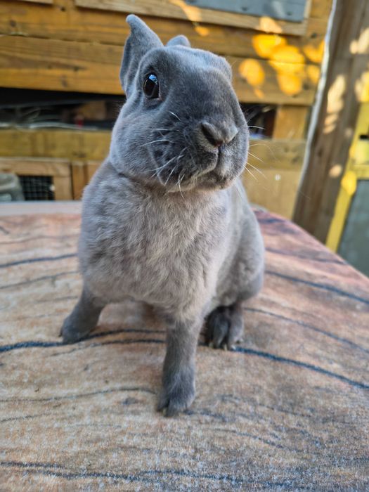 Mini rex kuna niebieska samiczka