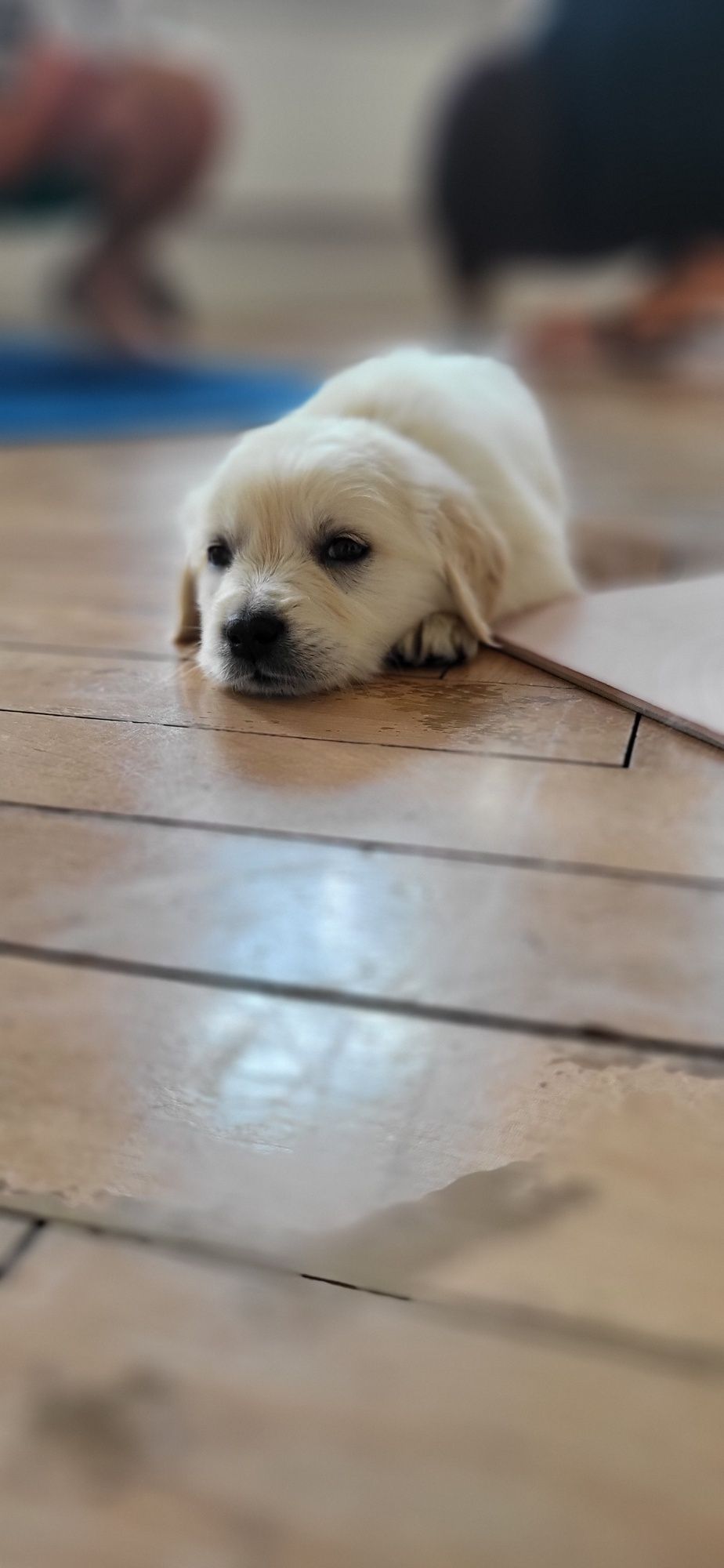 Golden Retriever Piesek gotowy do odbioru