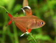 Bystrzyk ozdobny - Hyphessobrycon bentosi