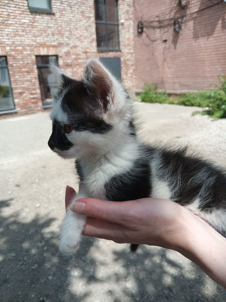Котенок Бублик 2.5 мес