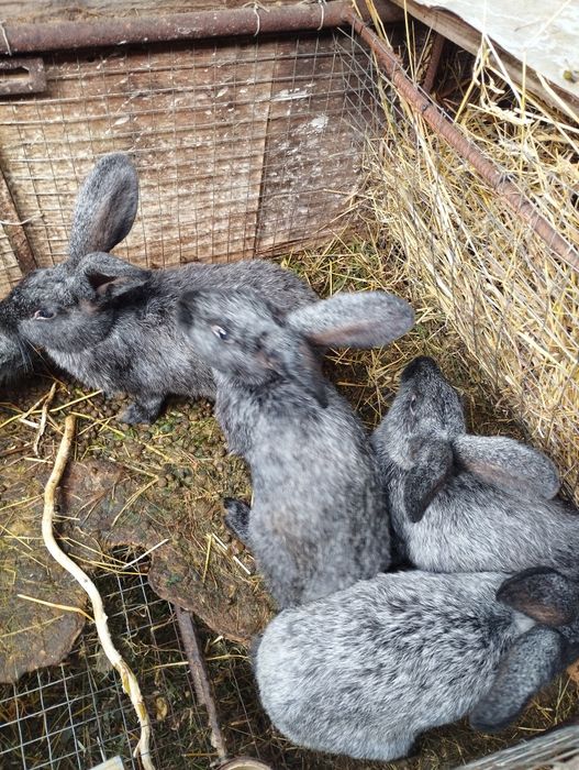 Продам кролики молодняк.