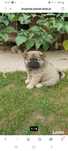 Chow Chow Słodki Miś