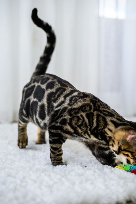 Kotka bengalska brown