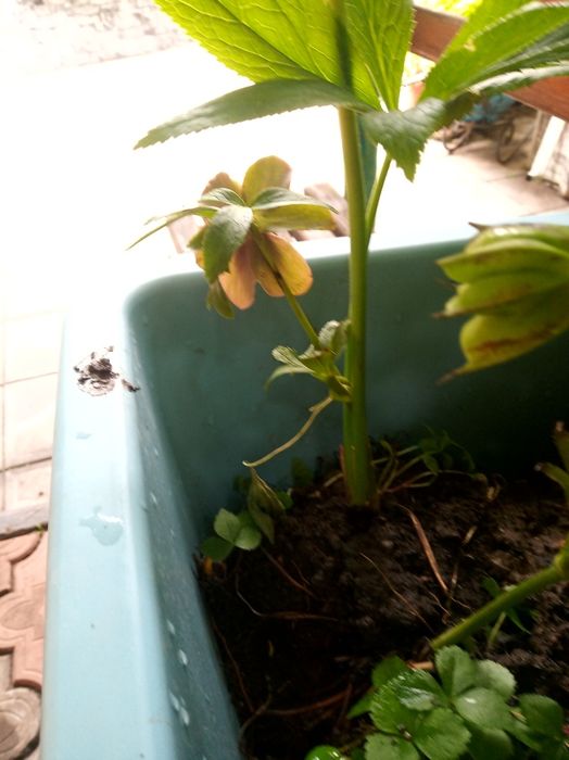 Кусты морозника лекарственного