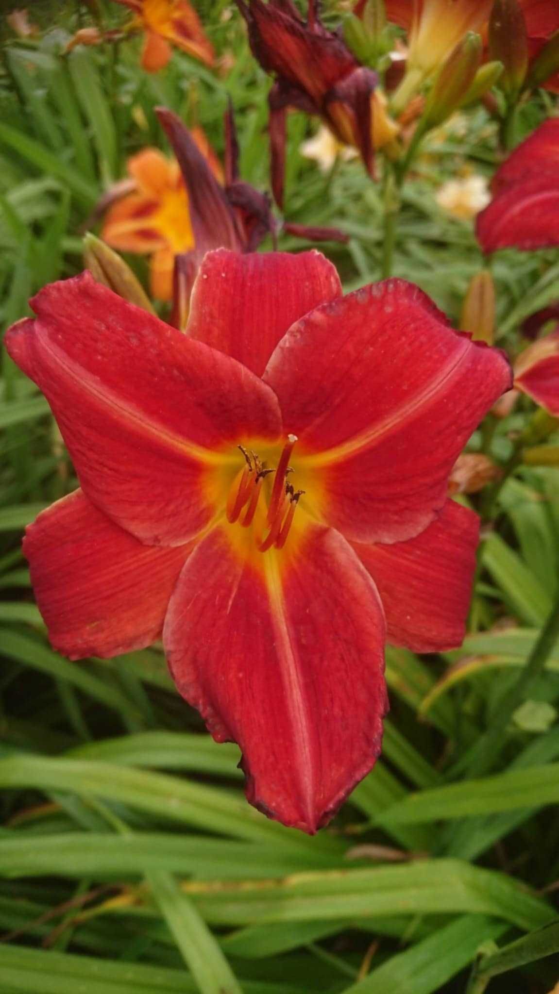 Liliowce mix kolorów