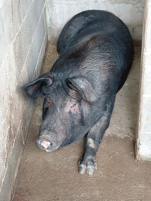 Vende-se Porcas vivas