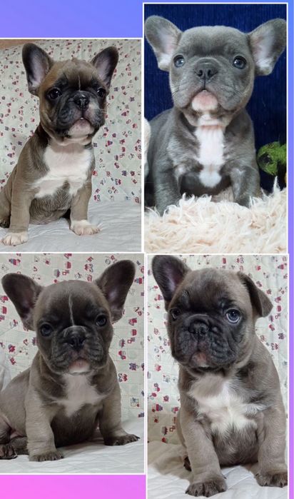 Веселі та кумедні французики