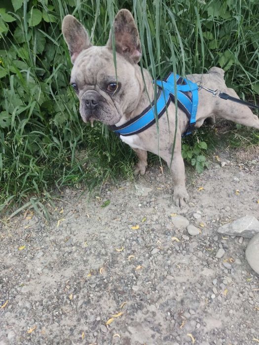 В'язка французького бульдога