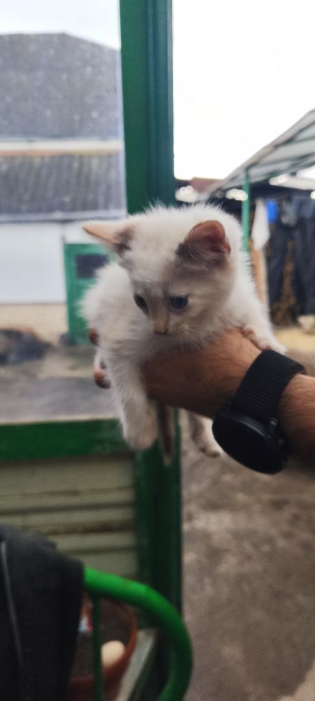 Кошенята в добрі руки