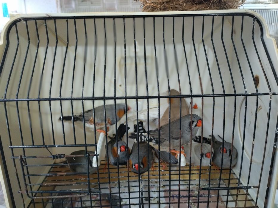 Lote de mandarins