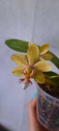 Орхідея сортова ароматна, фаленопсис сортовой