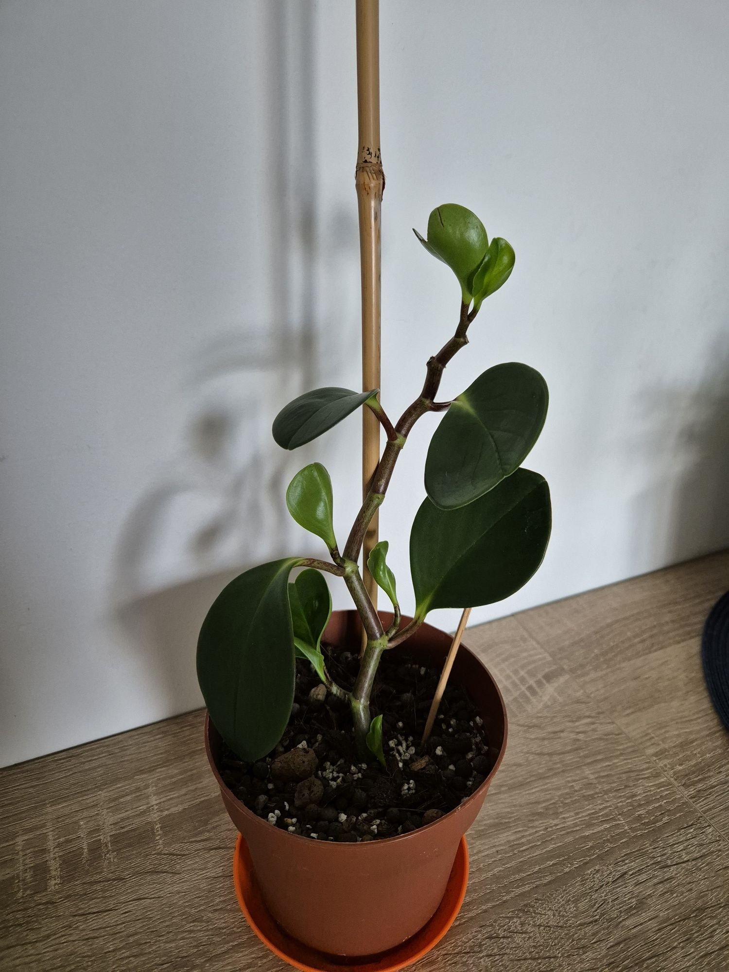 Peperomia tępolistna