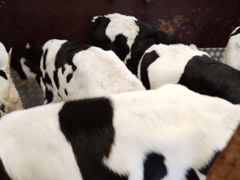 Sprzedam 6 byczków polskich