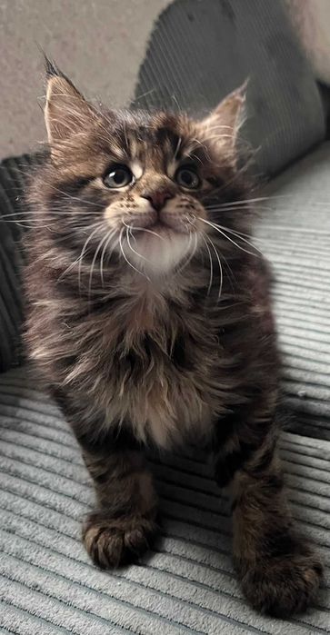 Kocurek XL Maine Coon n 23 linia shaded