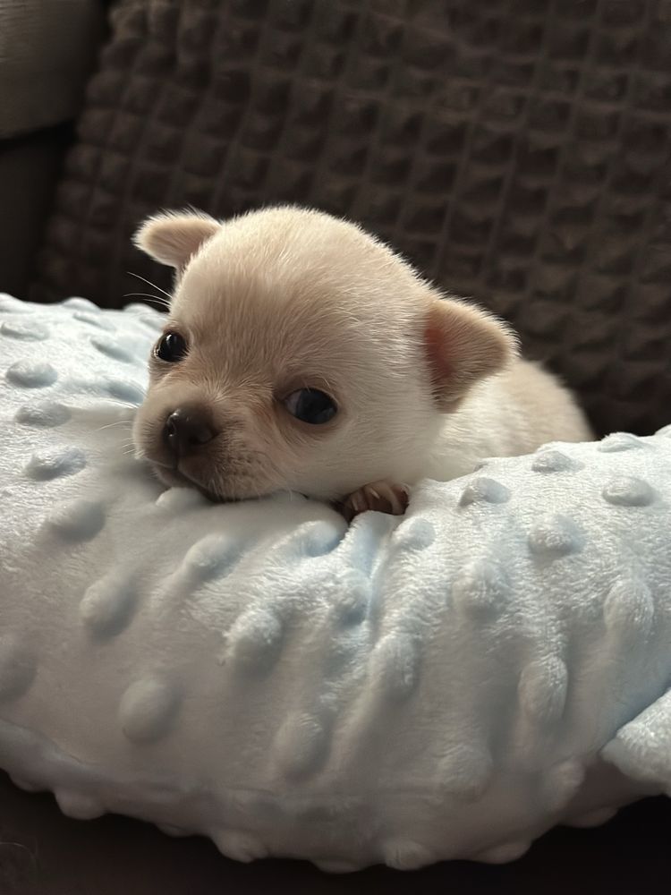 Chihuahua krótkowłosy