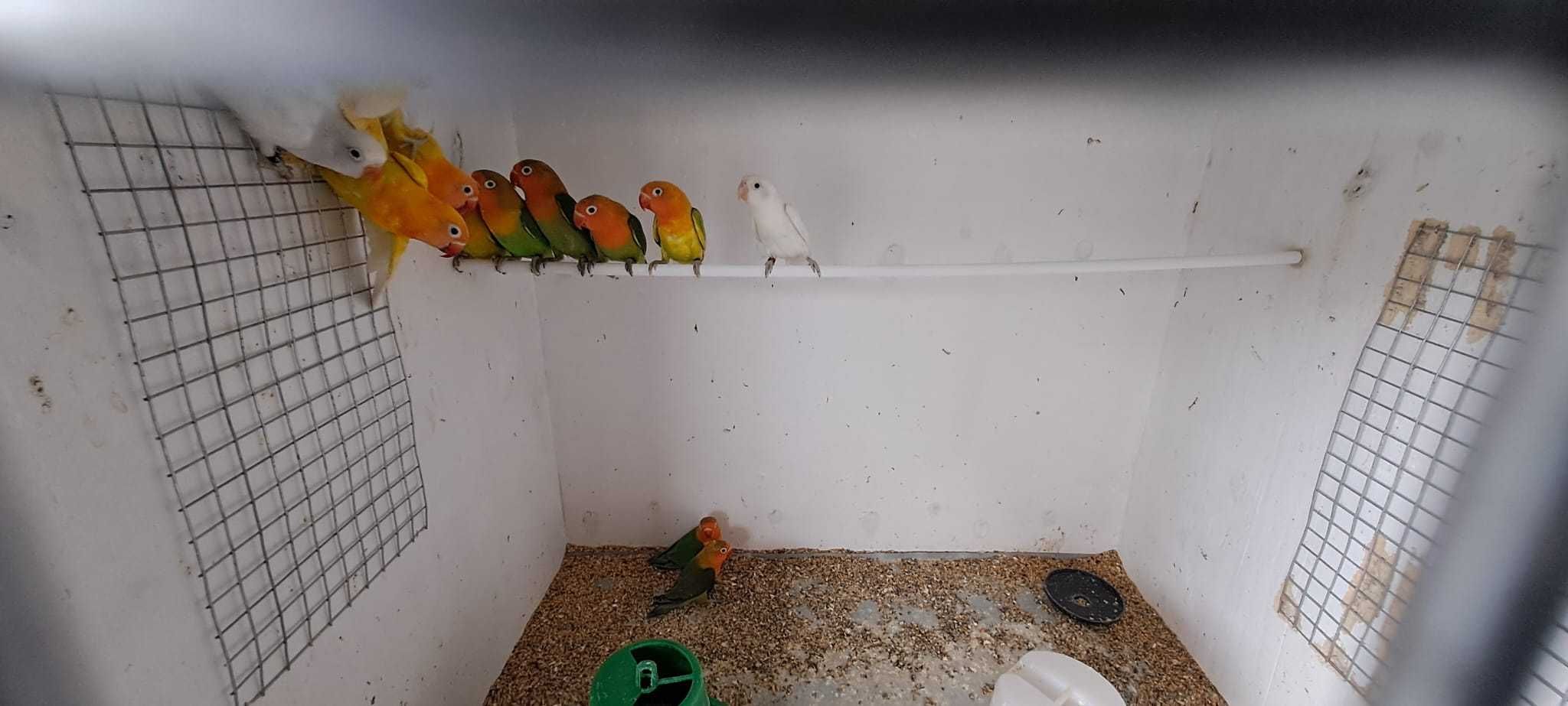 Agapornis ,lindíssimos