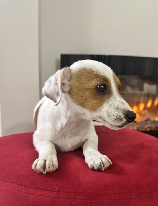 Piesek Jack Russell Terrier z Rodowodem