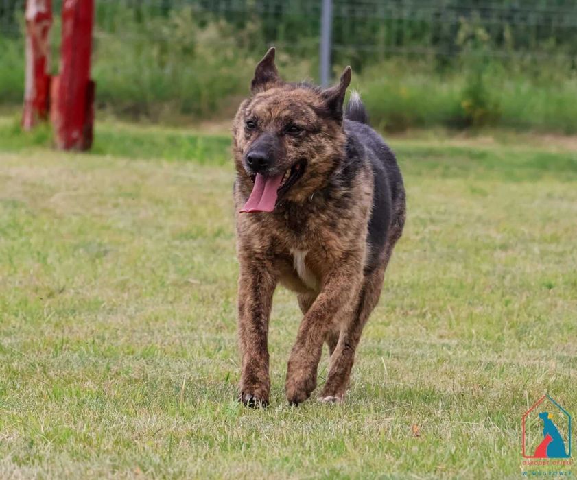 Bardzo dobra, mądra, kochana sunia czeka 5 lat na dom