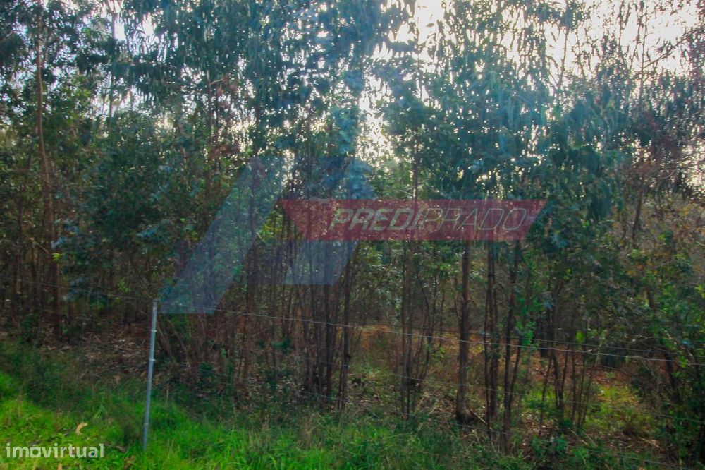 Terreno Florestal com 11822m2!