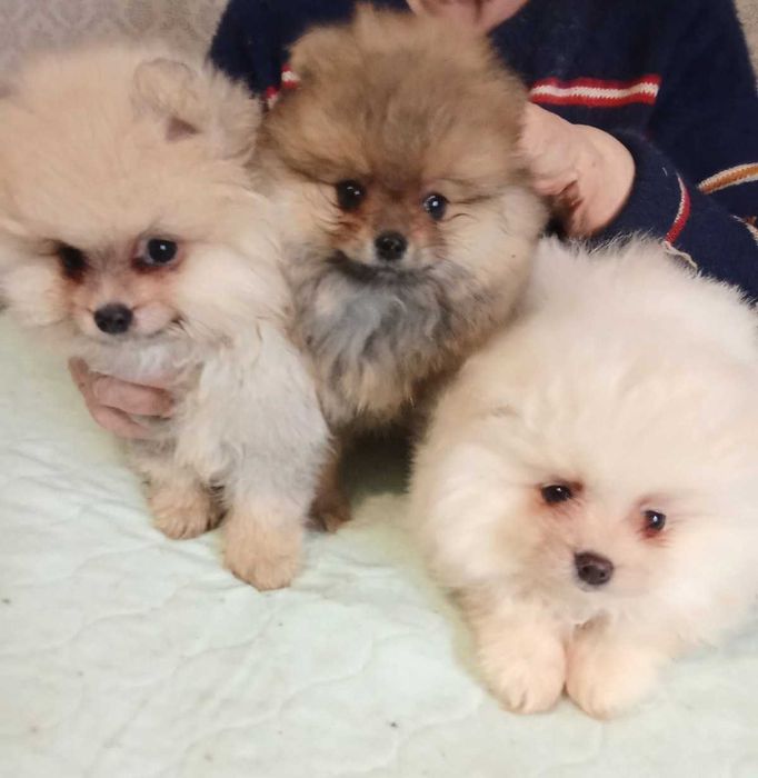 Померанский шпиц щенки