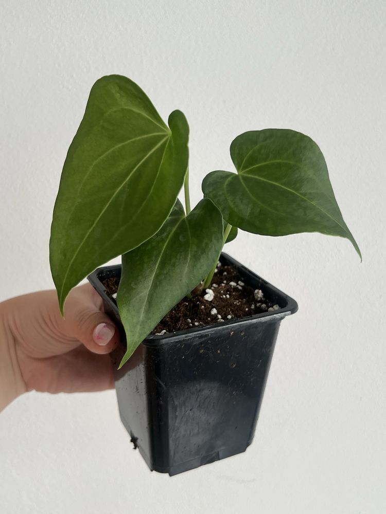 Anthurium Delta Force Anturium