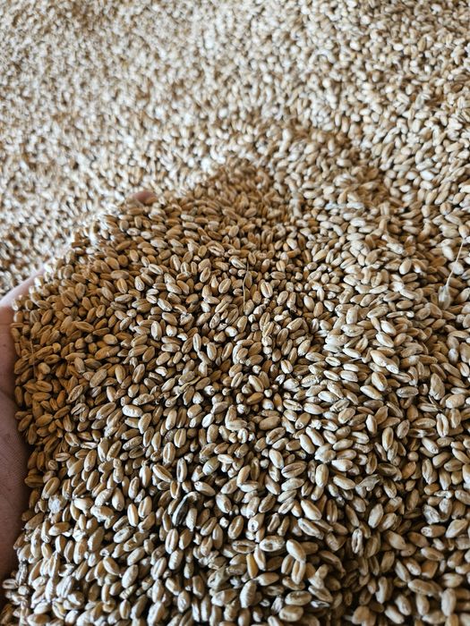 Pszenica ozima oścista wilejka rok po centrali