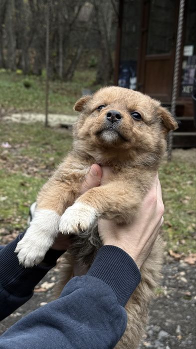 Песики манюні шукають дім