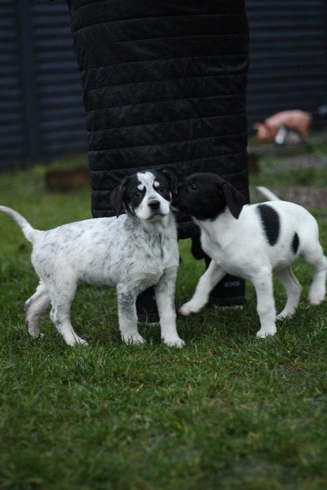 Цуценята, яких треба врятувати