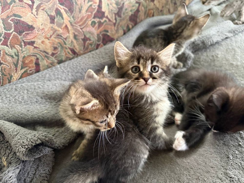 Кошенята шукають любячий дім