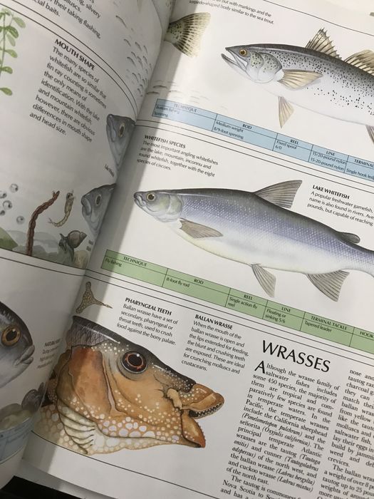 Pesca The complete book of fishing